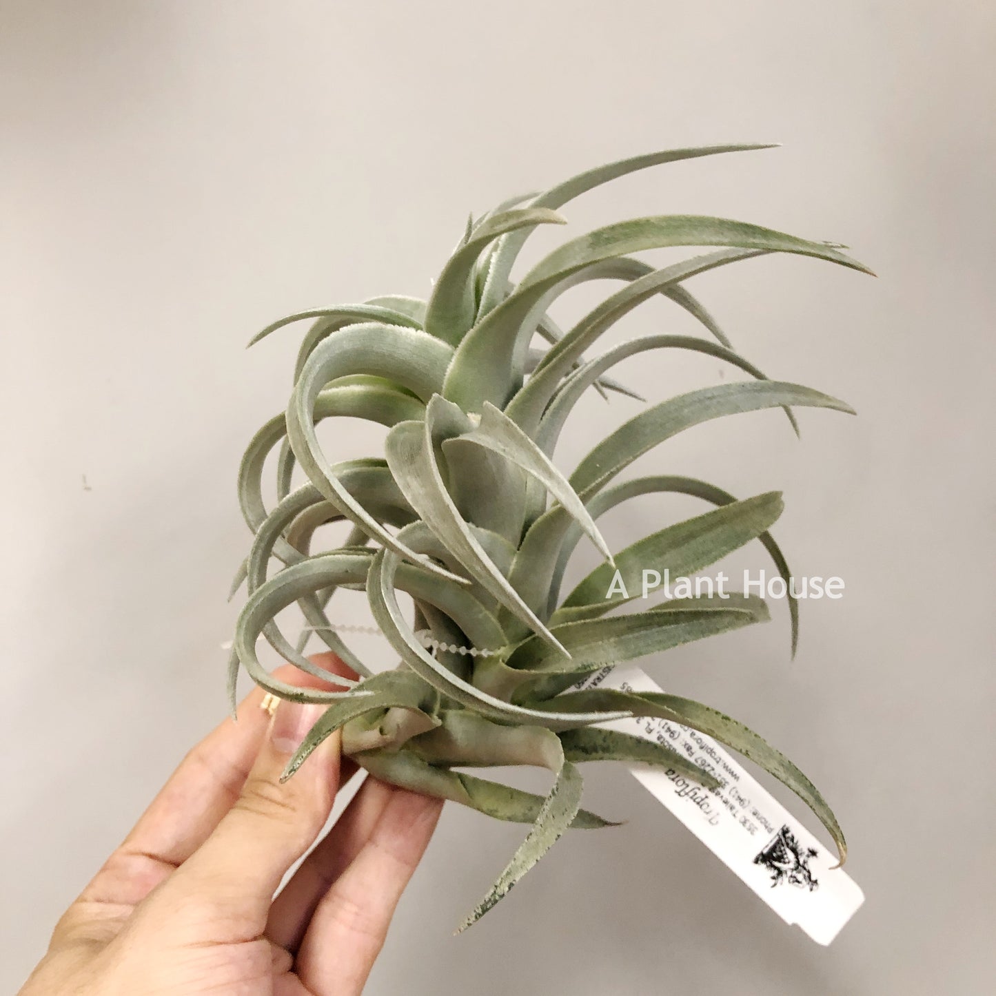 Tillandsia Edithae Green From