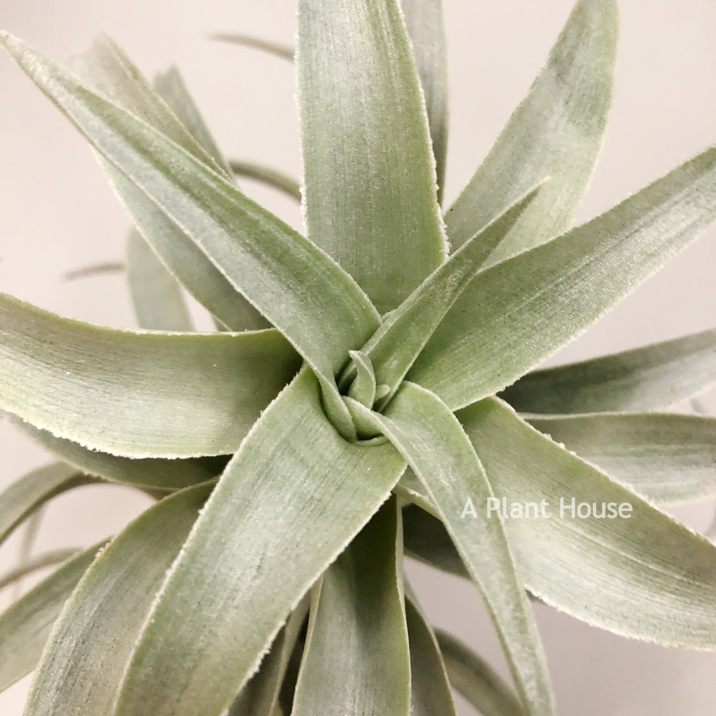 Tillandsia Edithae Green From