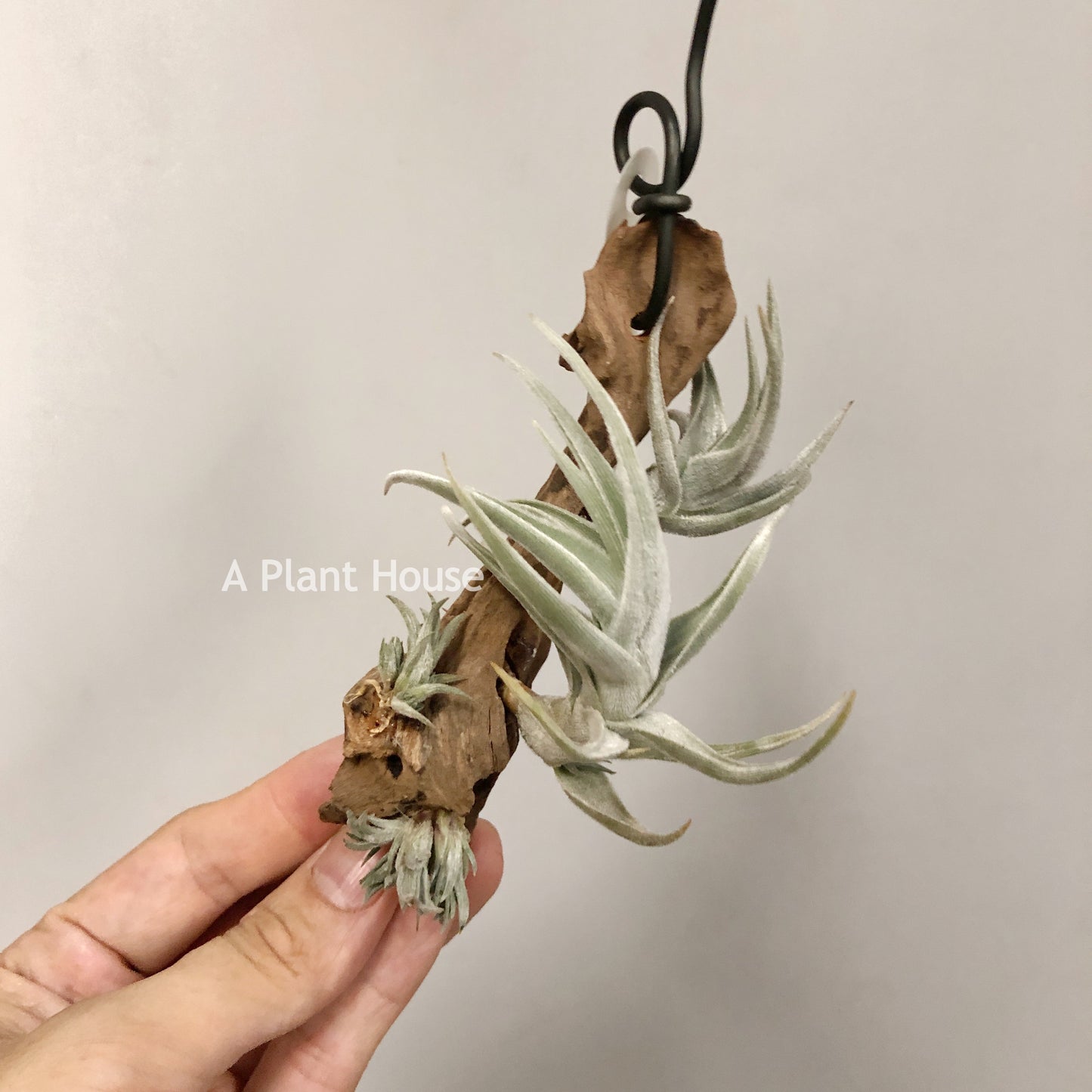 Tillandsia Xiphioides