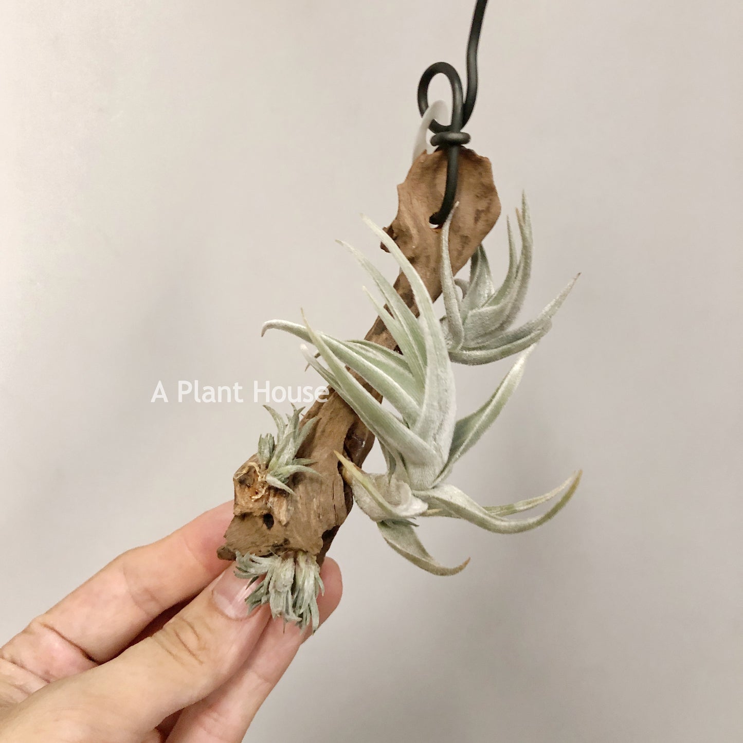 Tillandsia Xiphioides