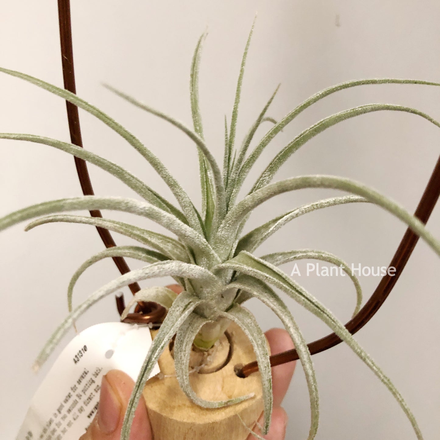 Tillandsia Joy Boy