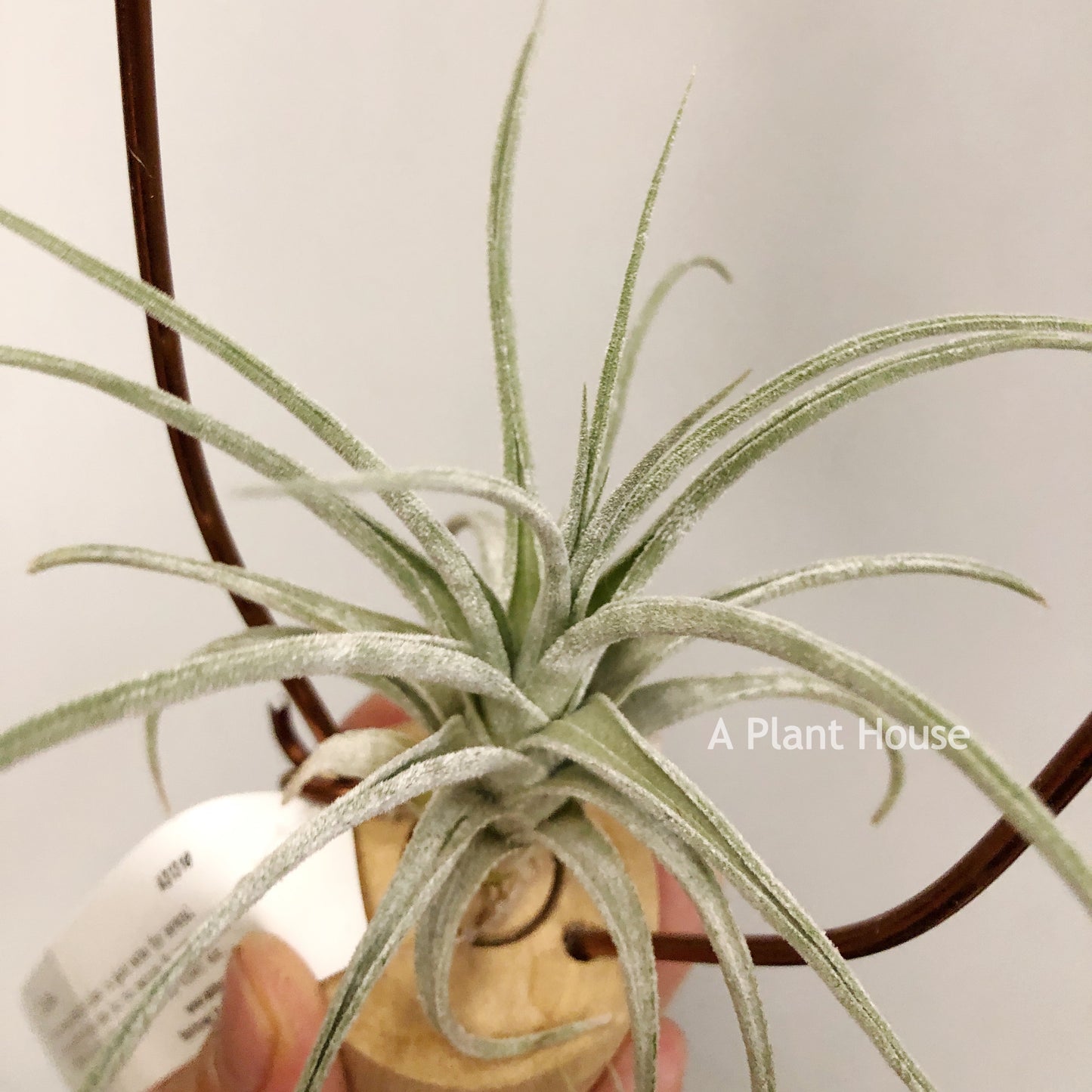 Tillandsia Joy Boy