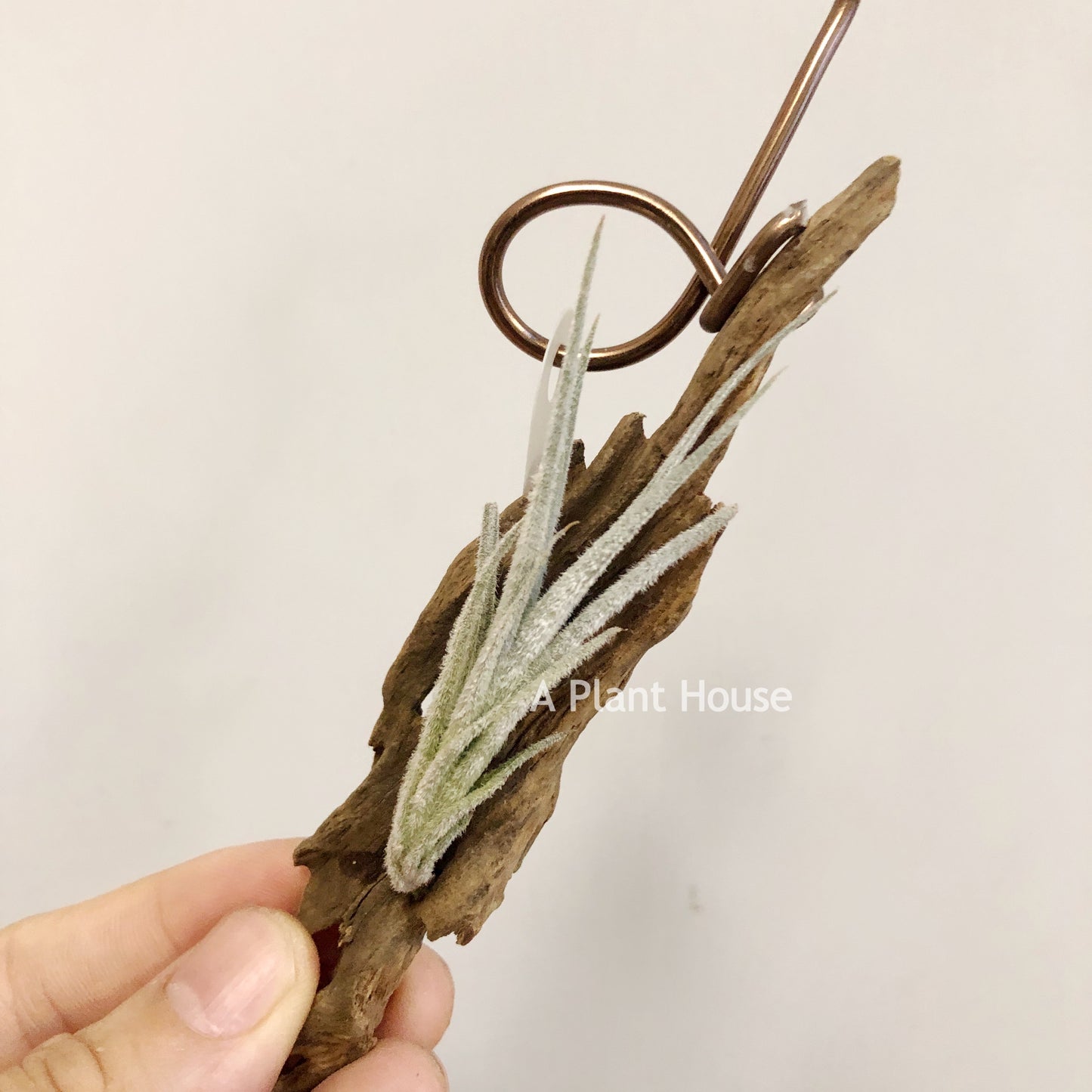 Tillandsia Cardenasii