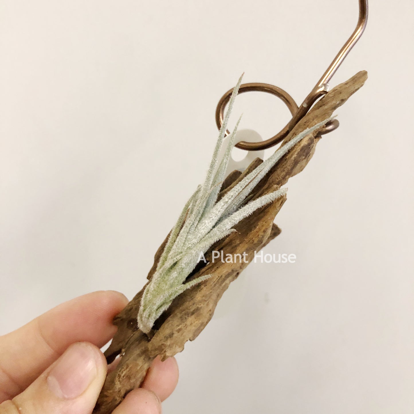 Tillandsia Cardenasii