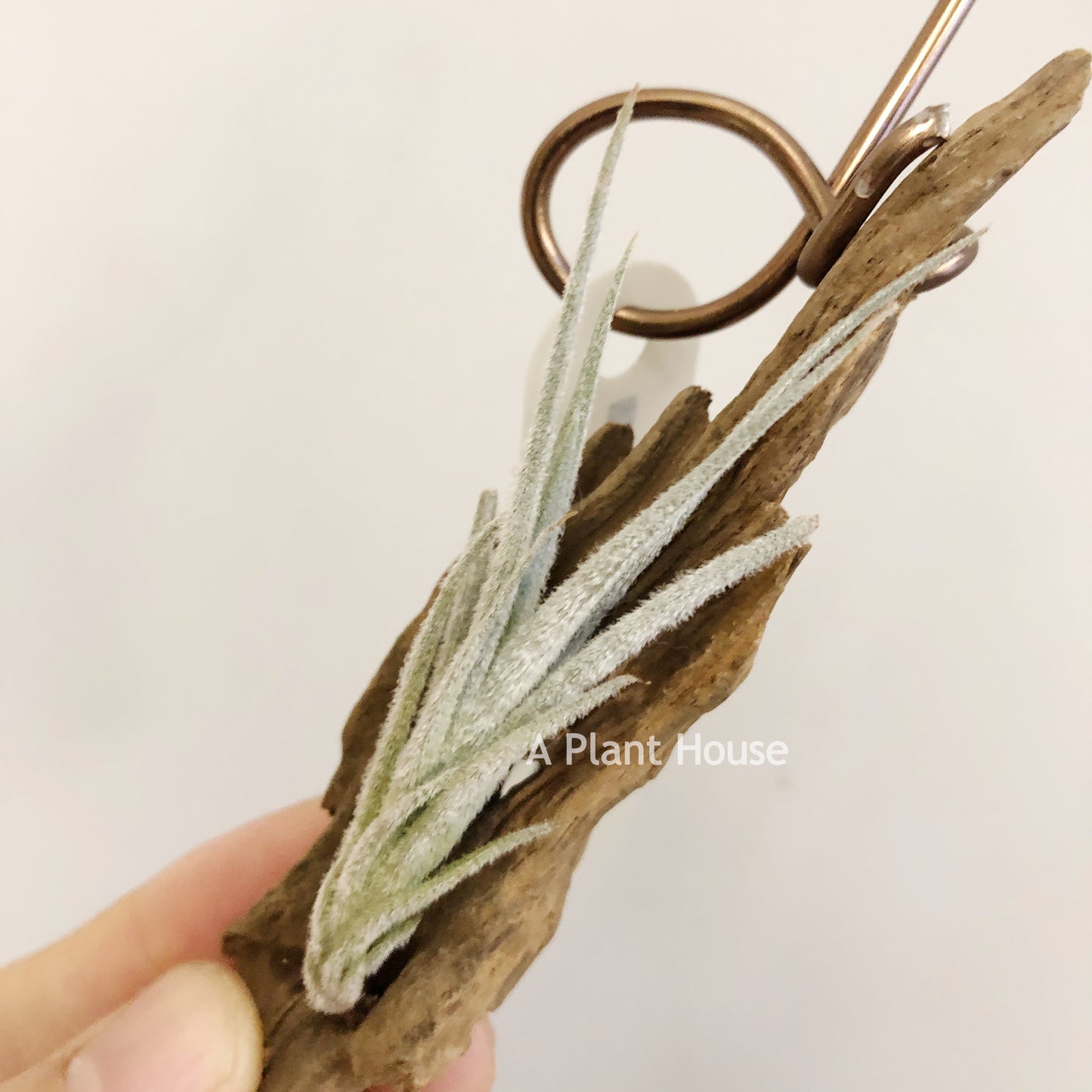 Tillandsia Cardenasii