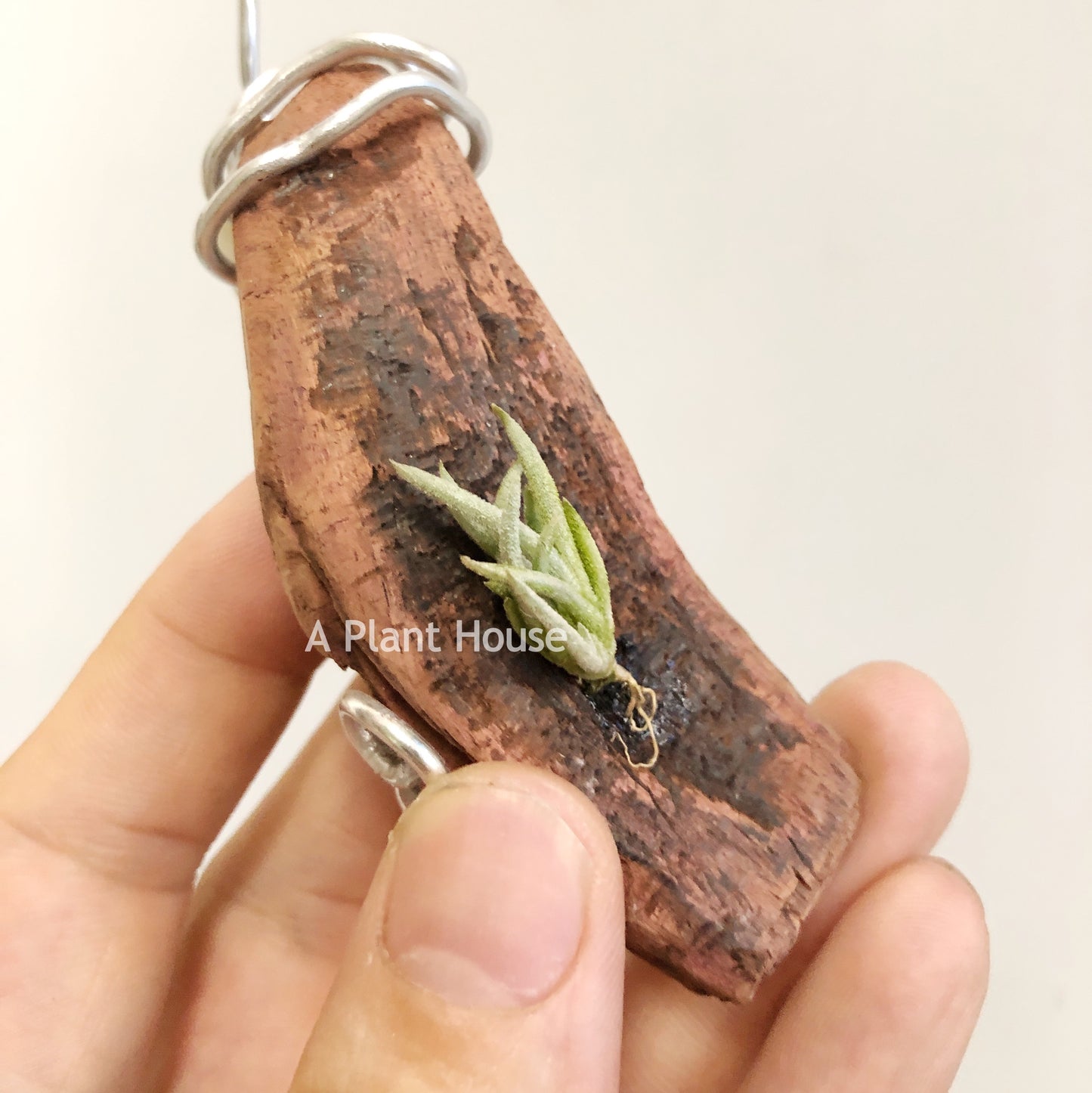 Tillandsia Capillaries Form 4