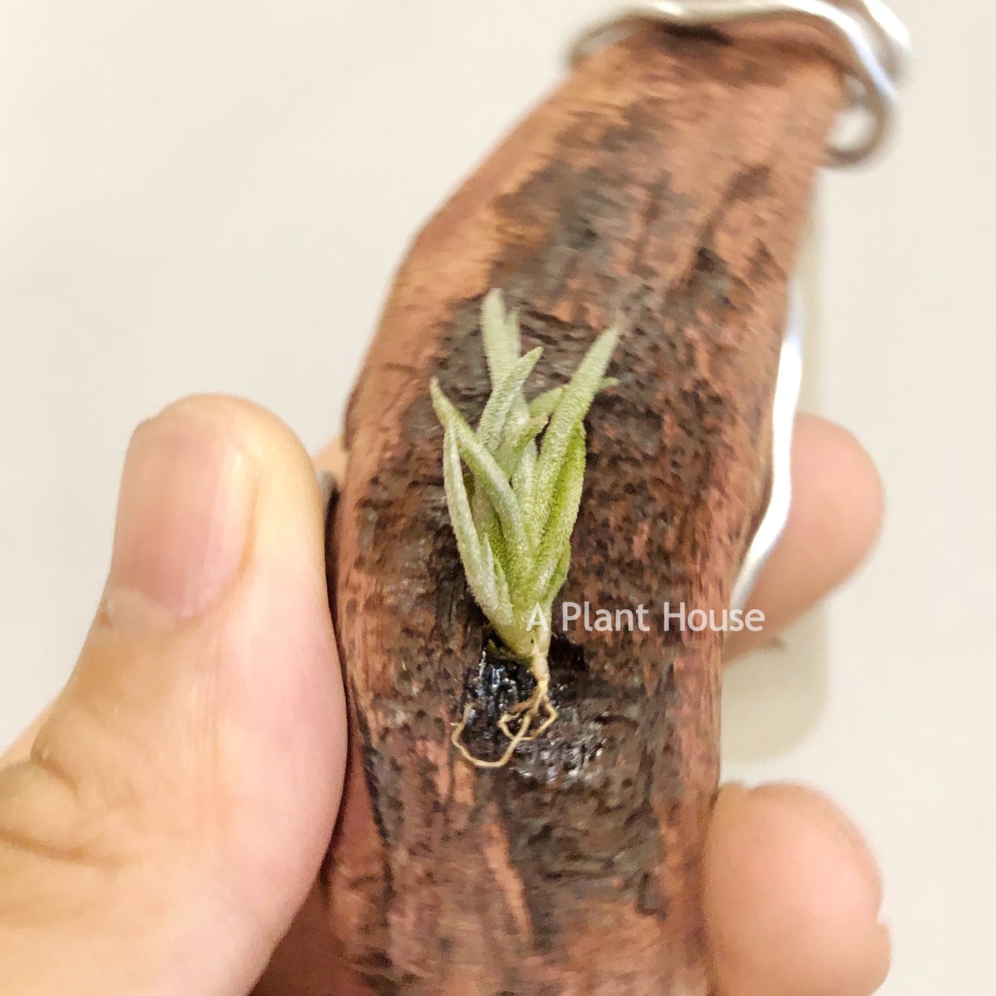 Tillandsia Capillaries Form 4