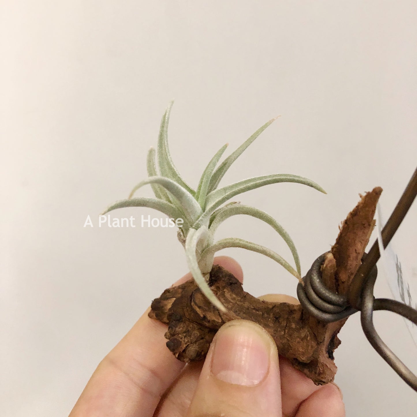 Tillandsia Bermejoensis