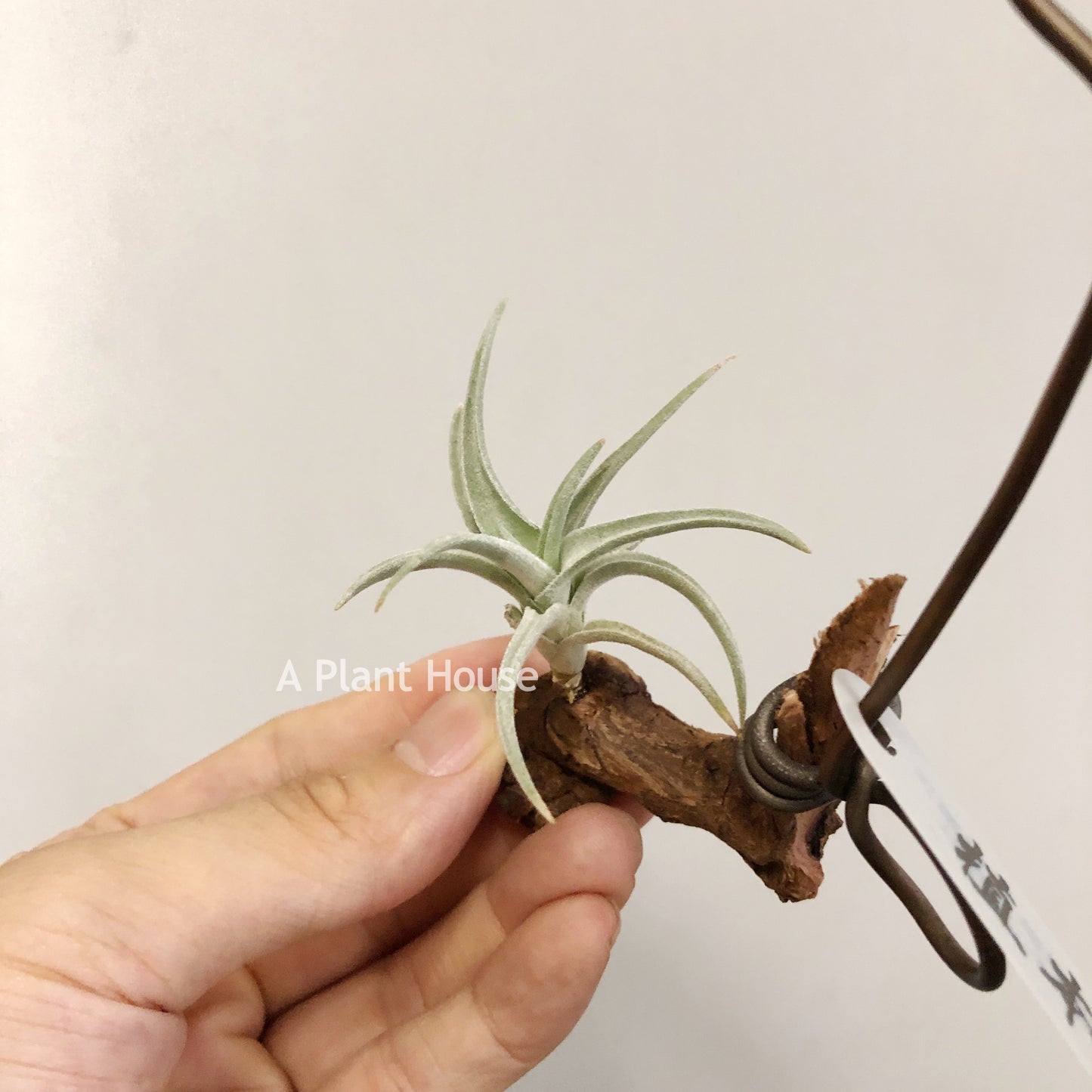 Tillandsia Bermejoensis