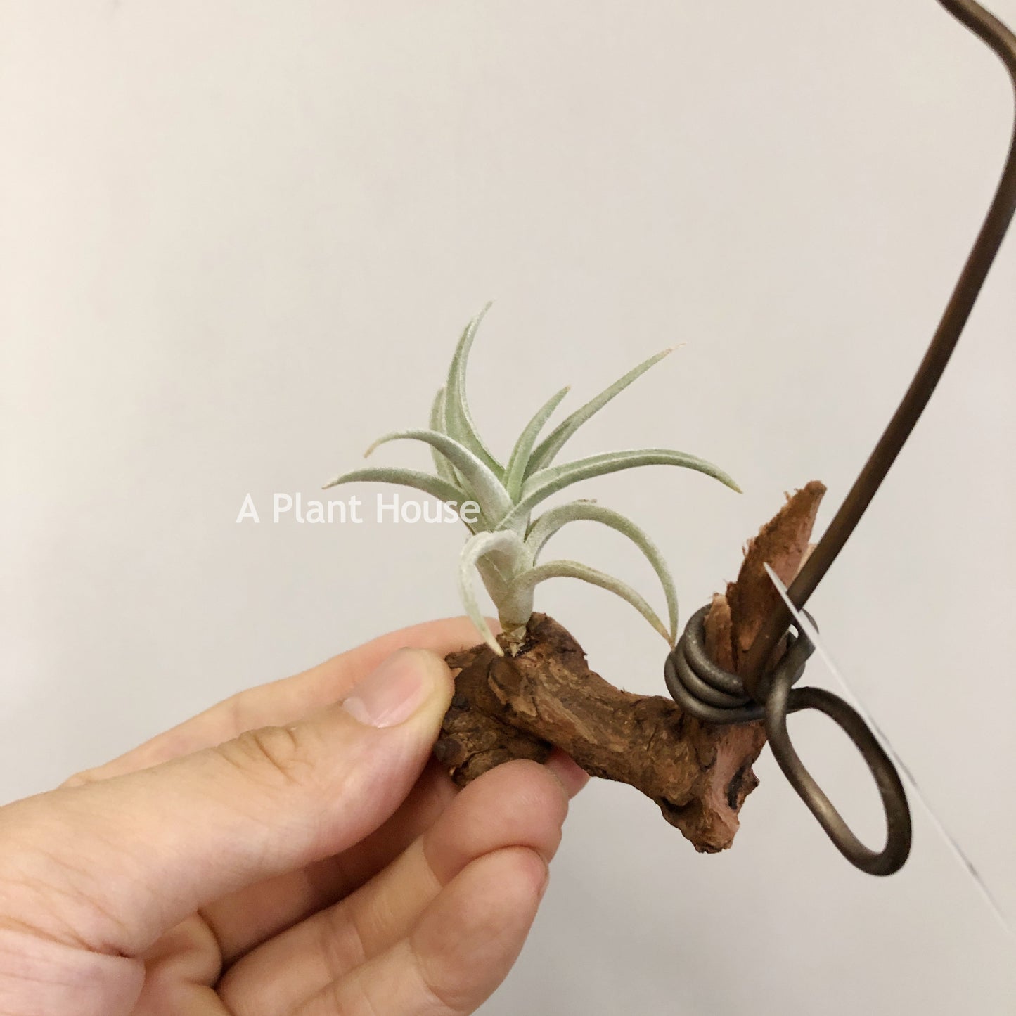 Tillandsia Bermejoensis