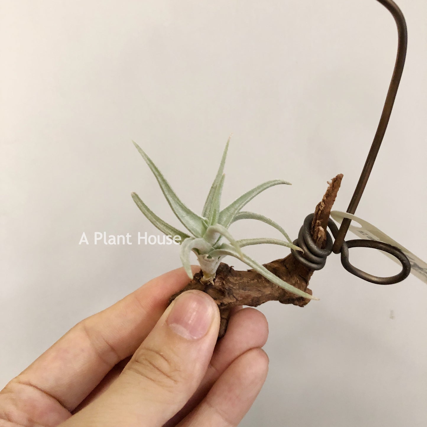 Tillandsia Bermejoensis
