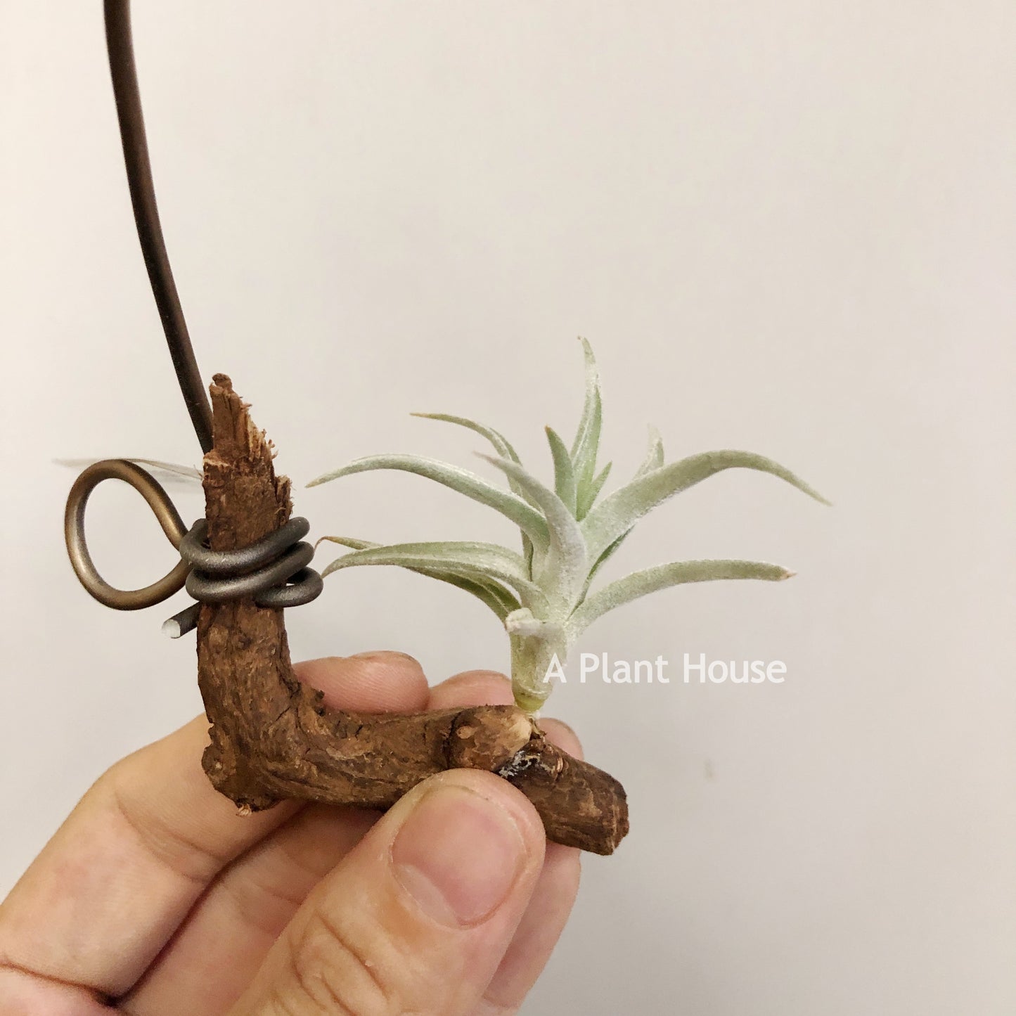 Tillandsia Bermejoensis