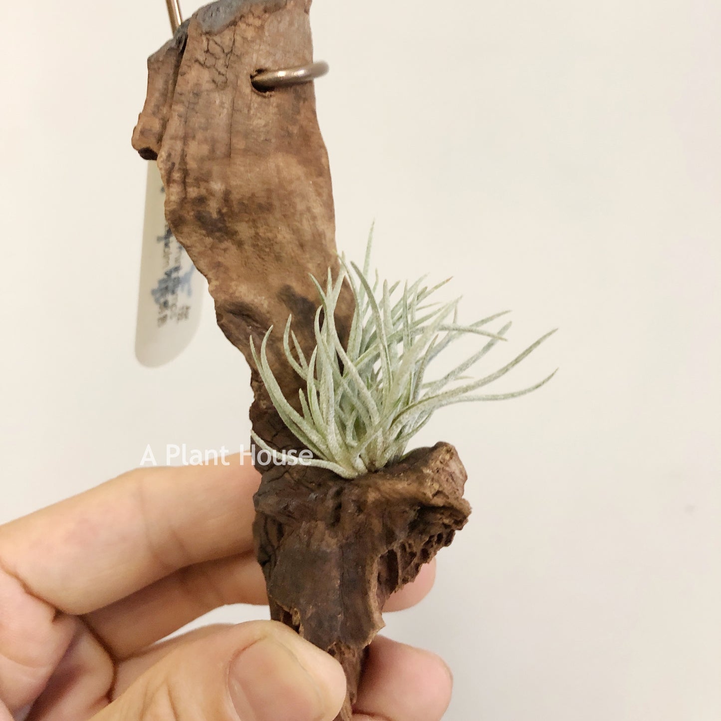 Tillandsia Bartrami Mini-Clumps
