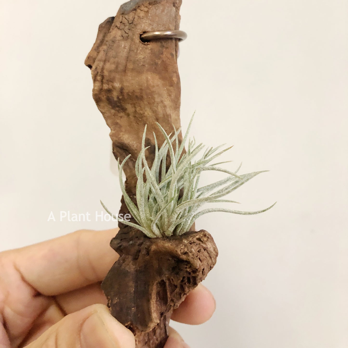 Tillandsia Bartrami Mini-Clumps