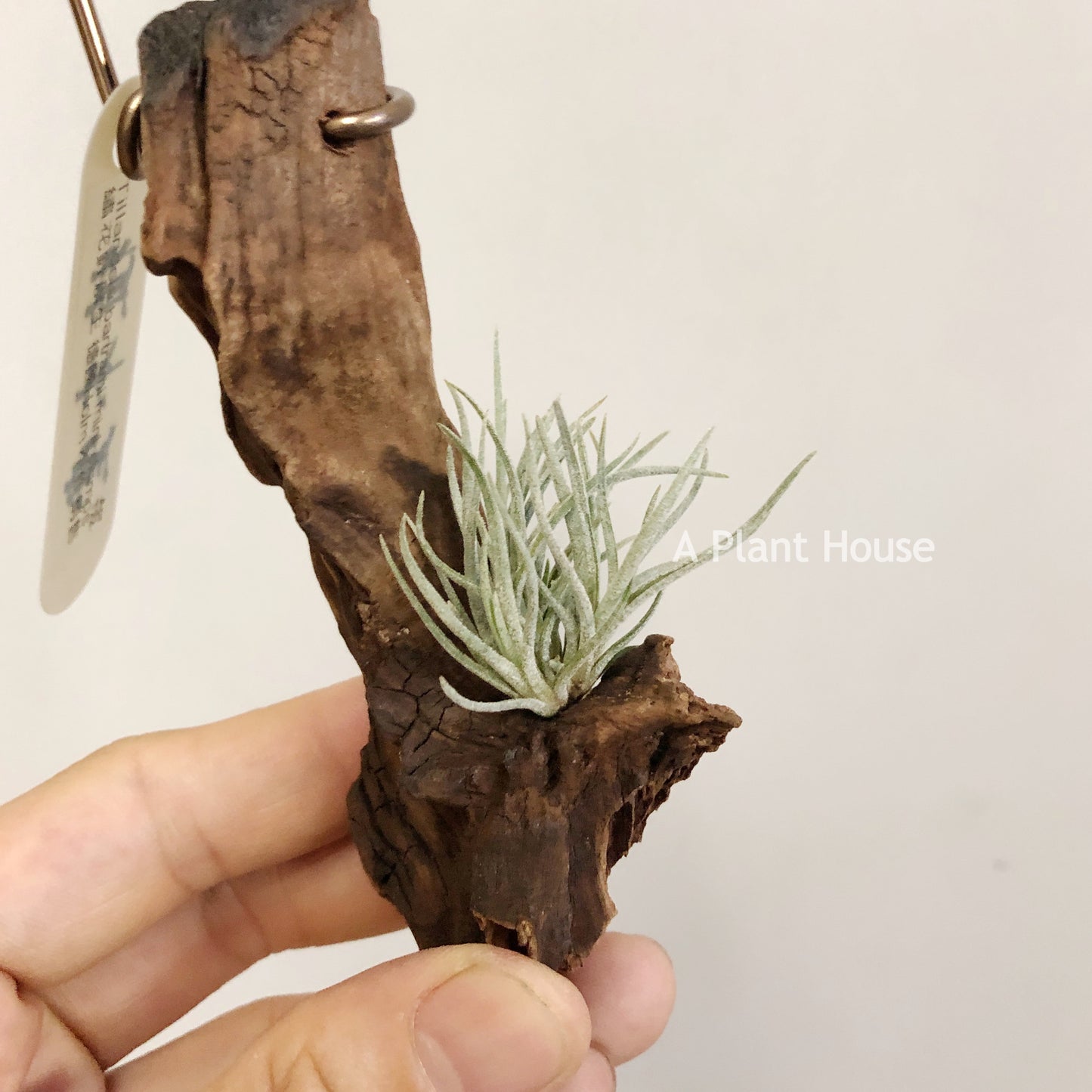 Tillandsia Bartrami Mini-Clumps