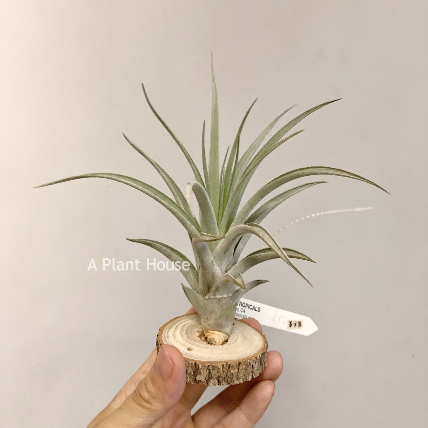 Tillandsia X Correalei