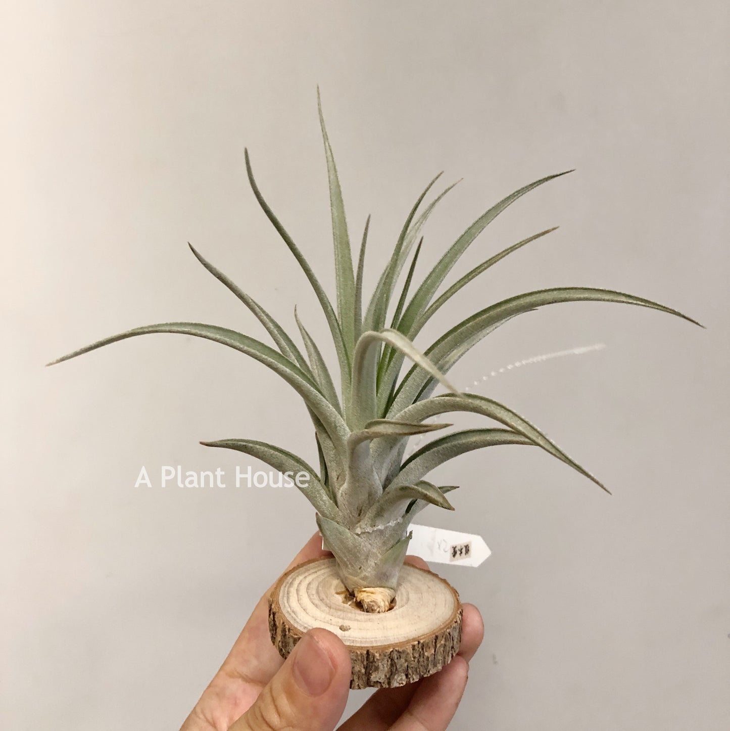 Tillandsia X Correalei