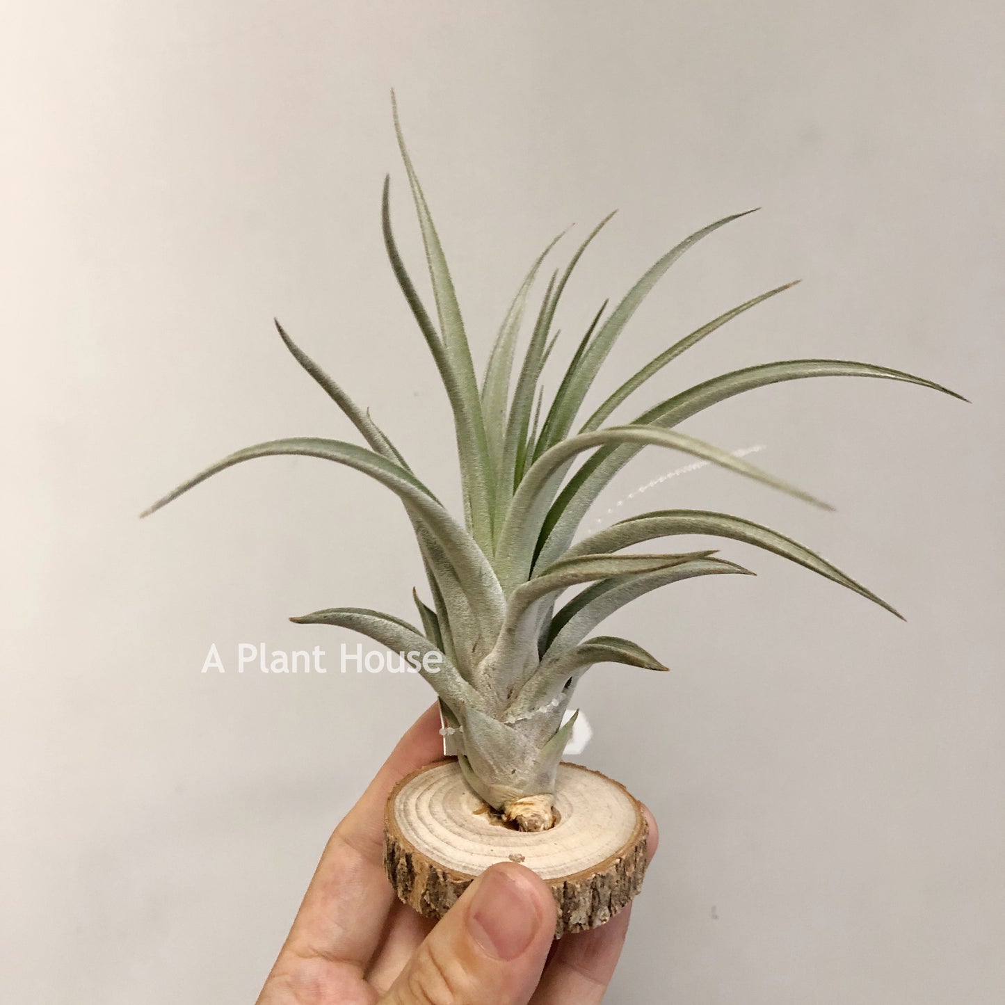 Tillandsia X Correalei