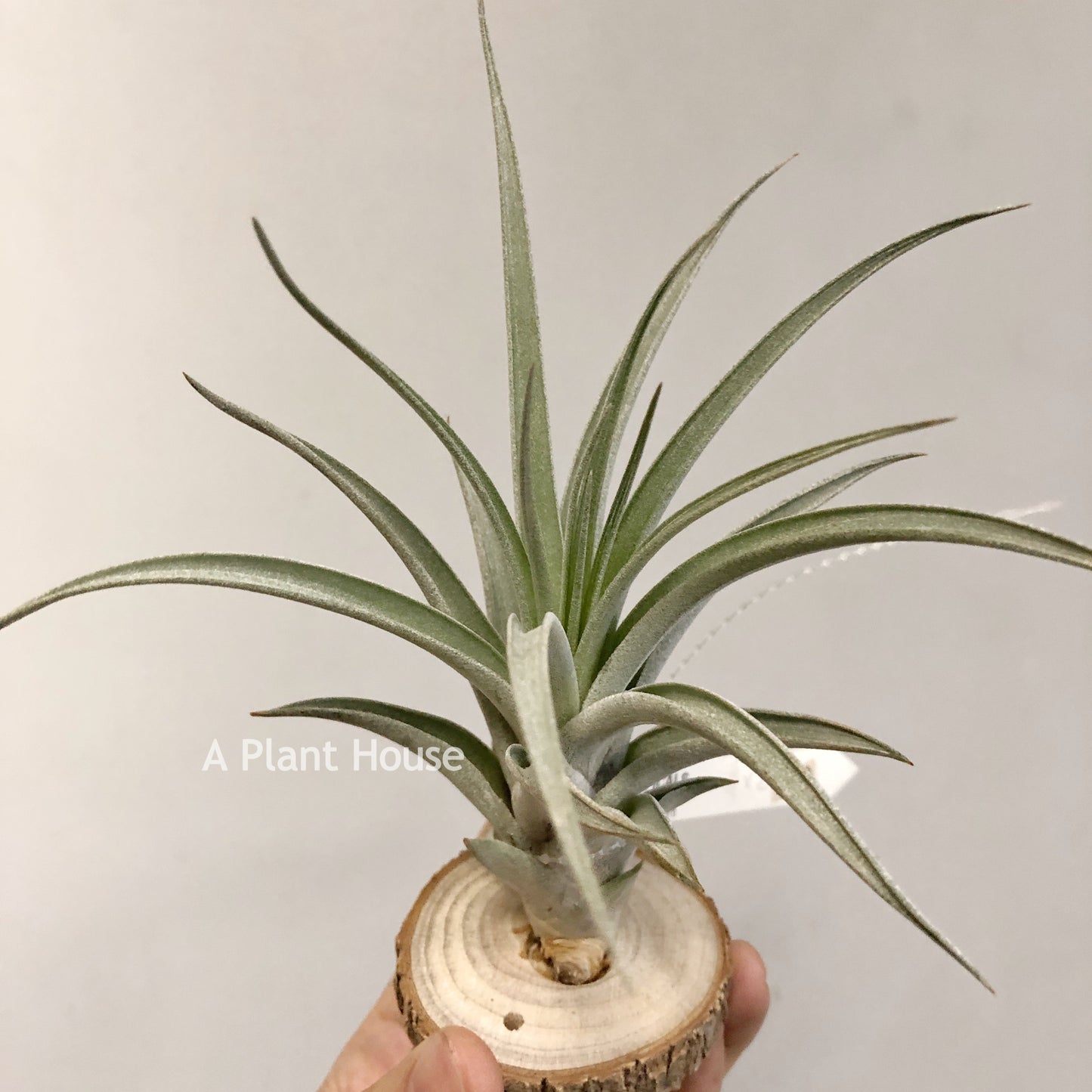 Tillandsia X Correalei