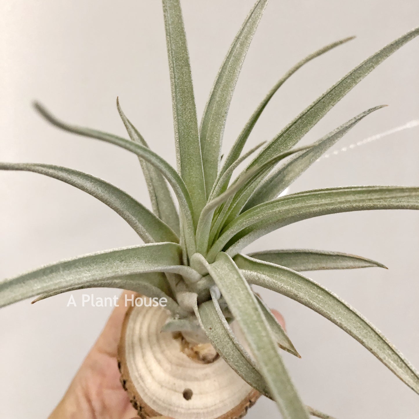 Tillandsia X Correalei