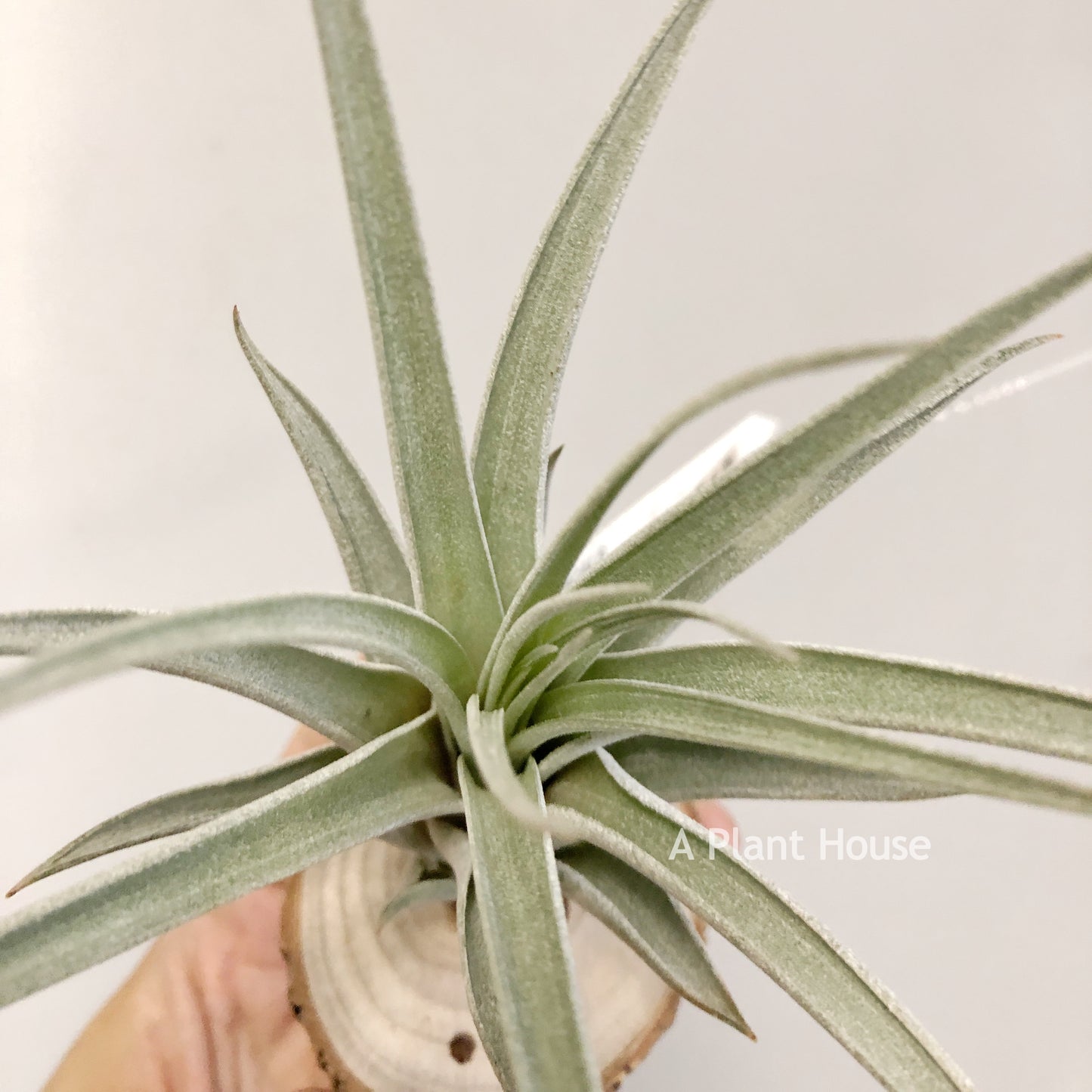 Tillandsia X Correalei