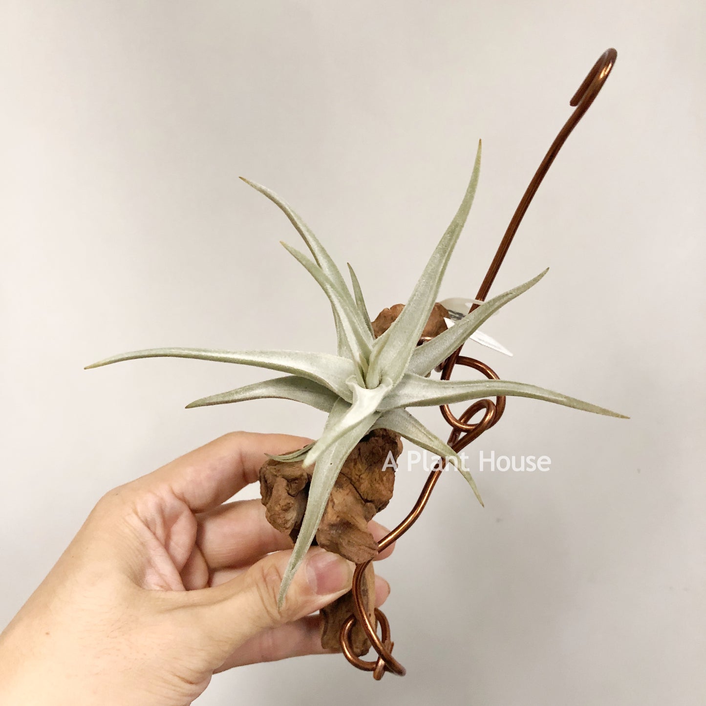 Tillandsia Bob Gilliland
