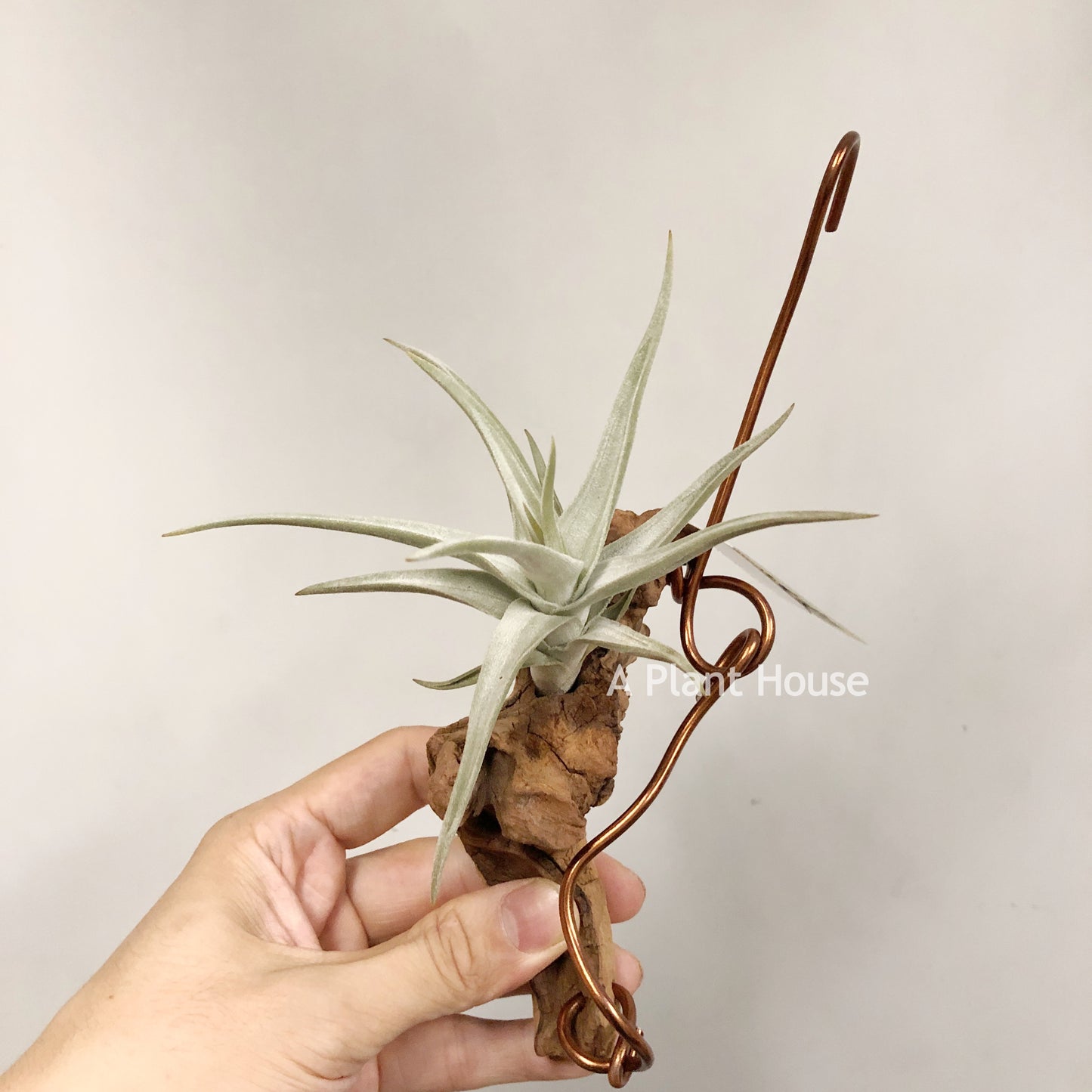 Tillandsia Bob Gilliland