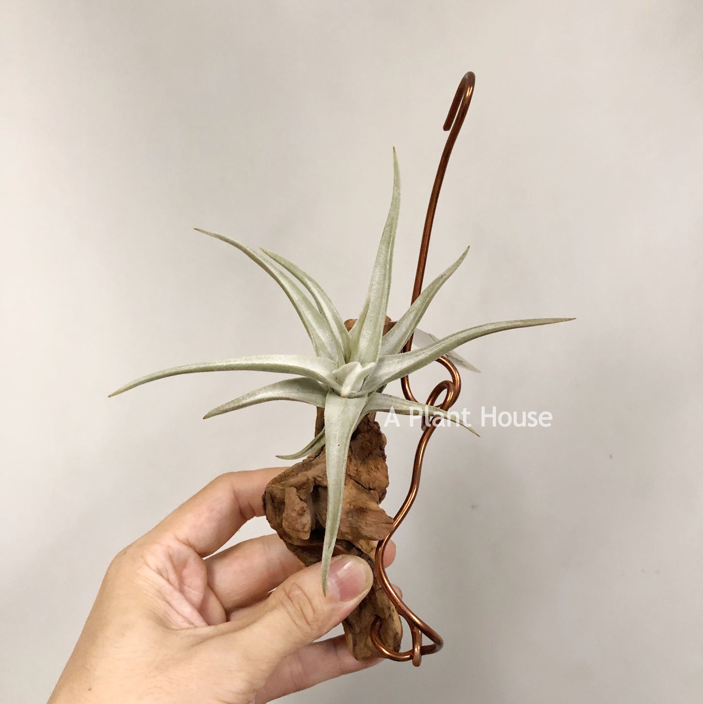 Tillandsia Bob Gilliland