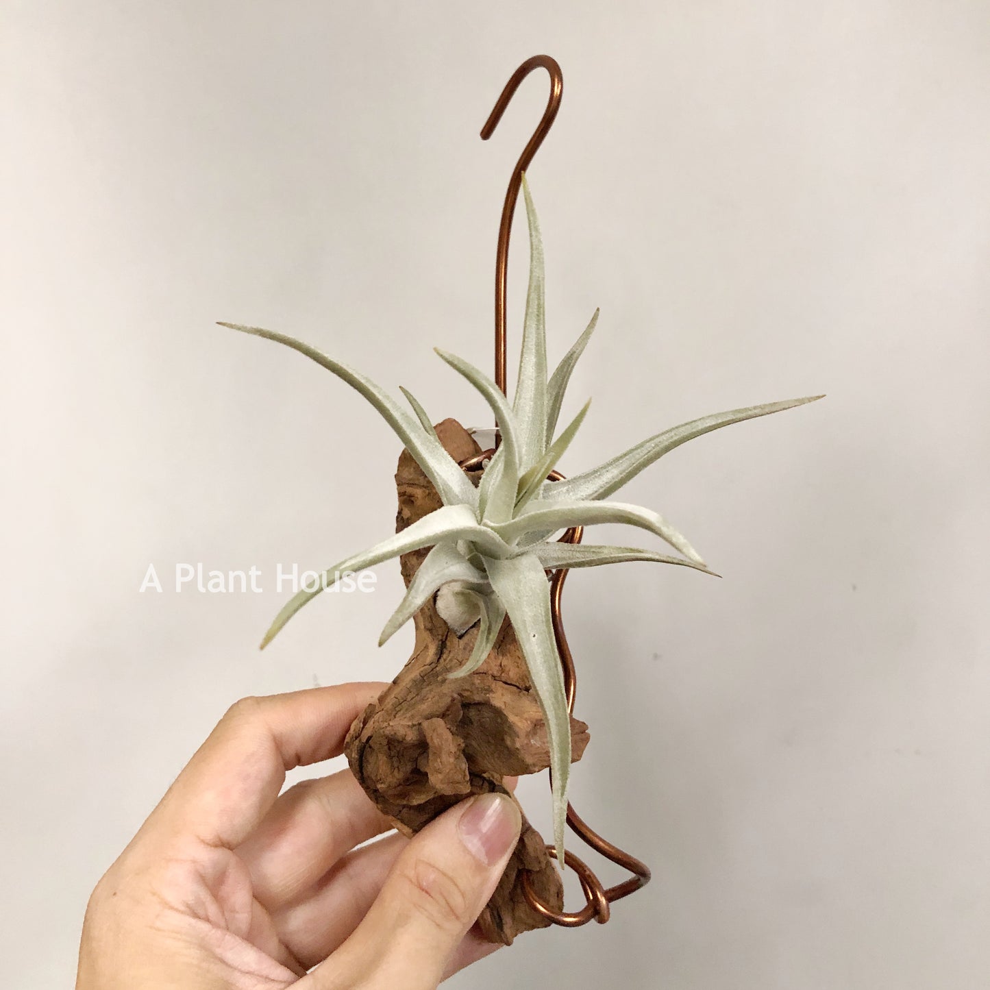 Tillandsia Bob Gilliland