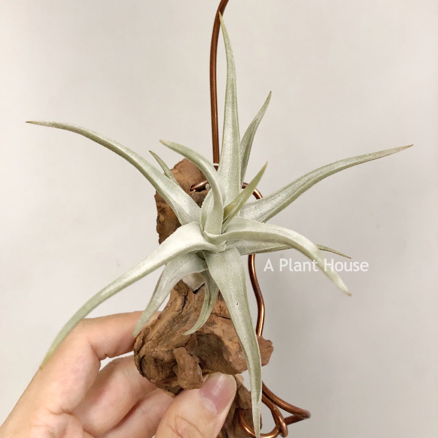 Tillandsia Bob Gilliland
