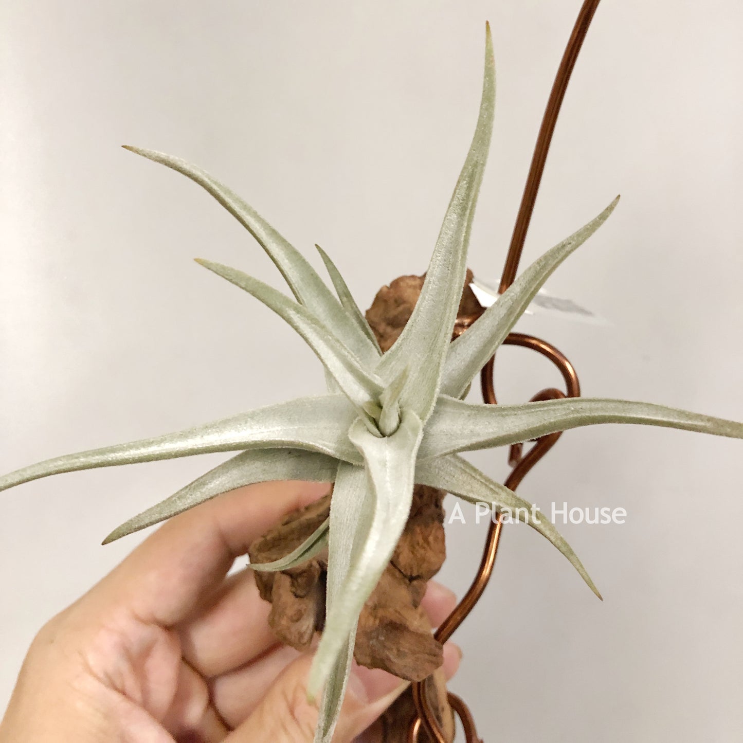 Tillandsia Bob Gilliland