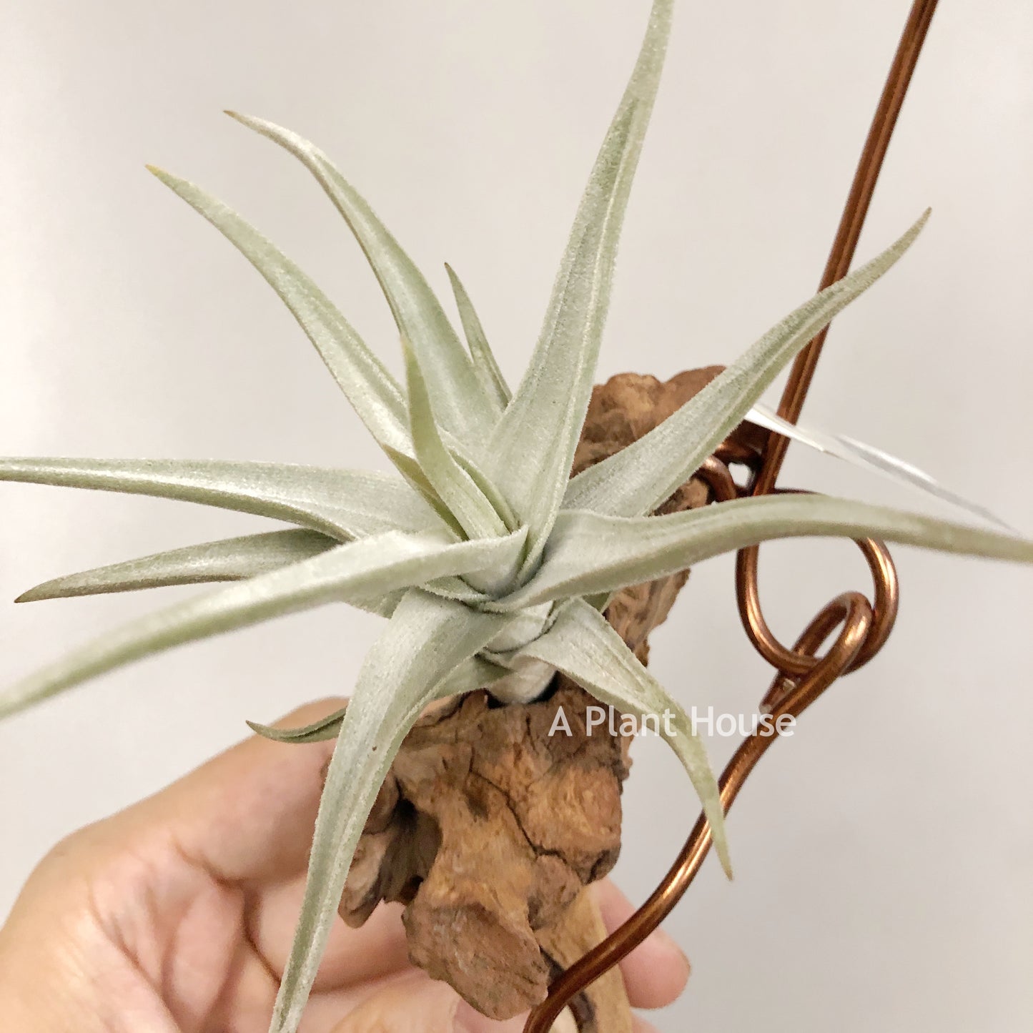 Tillandsia Bob Gilliland