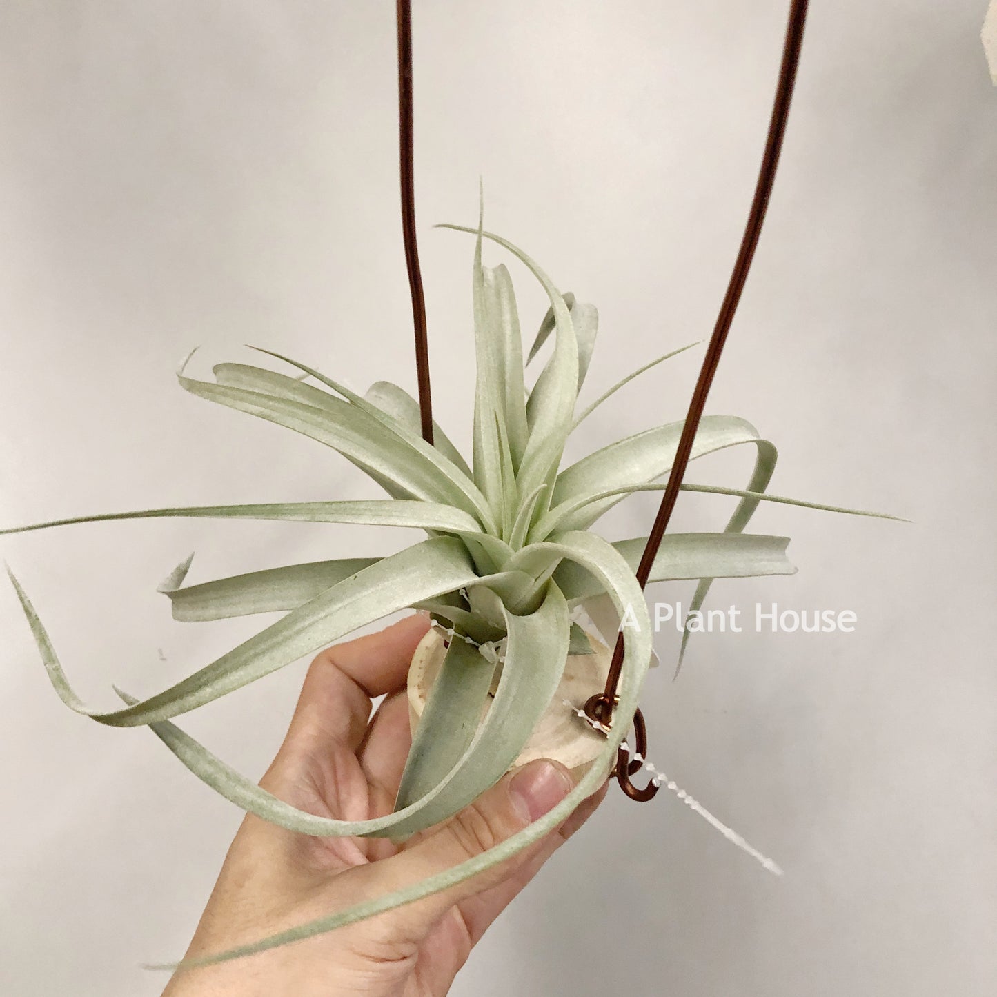 Tillandsia Capitata Giant White