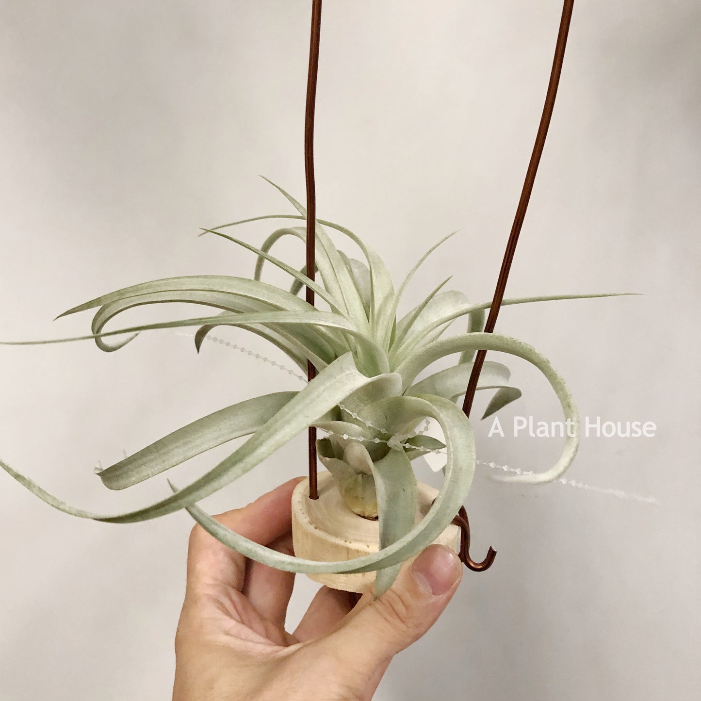 Tillandsia Capitata Giant White