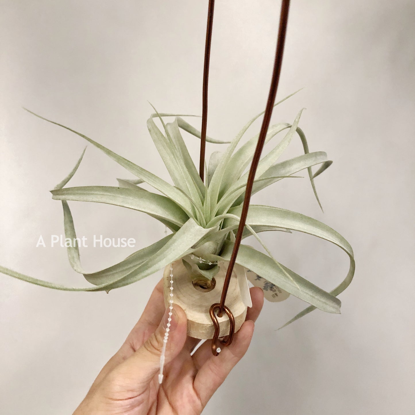 Tillandsia Capitata Giant White