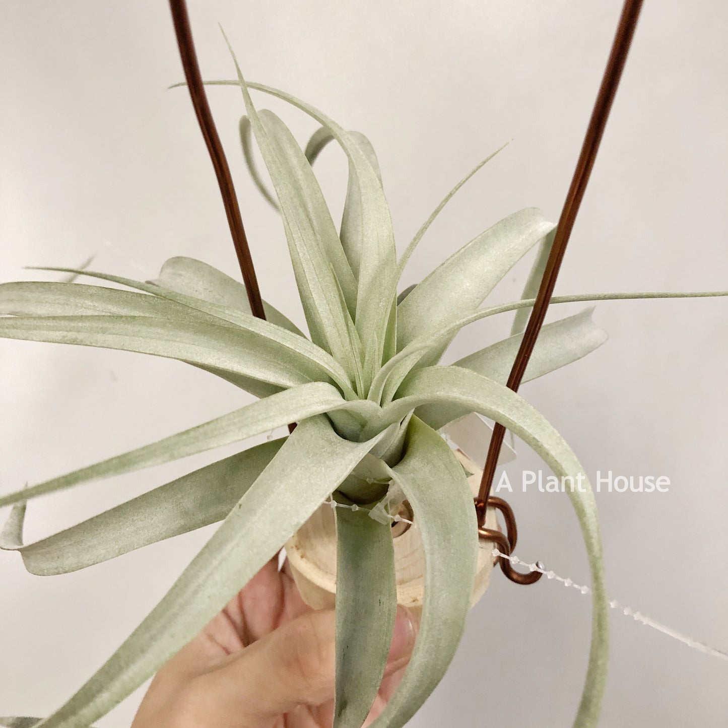 Tillandsia Capitata Giant White