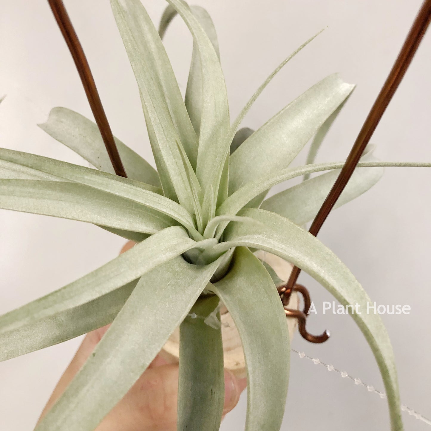 Tillandsia Capitata Giant White