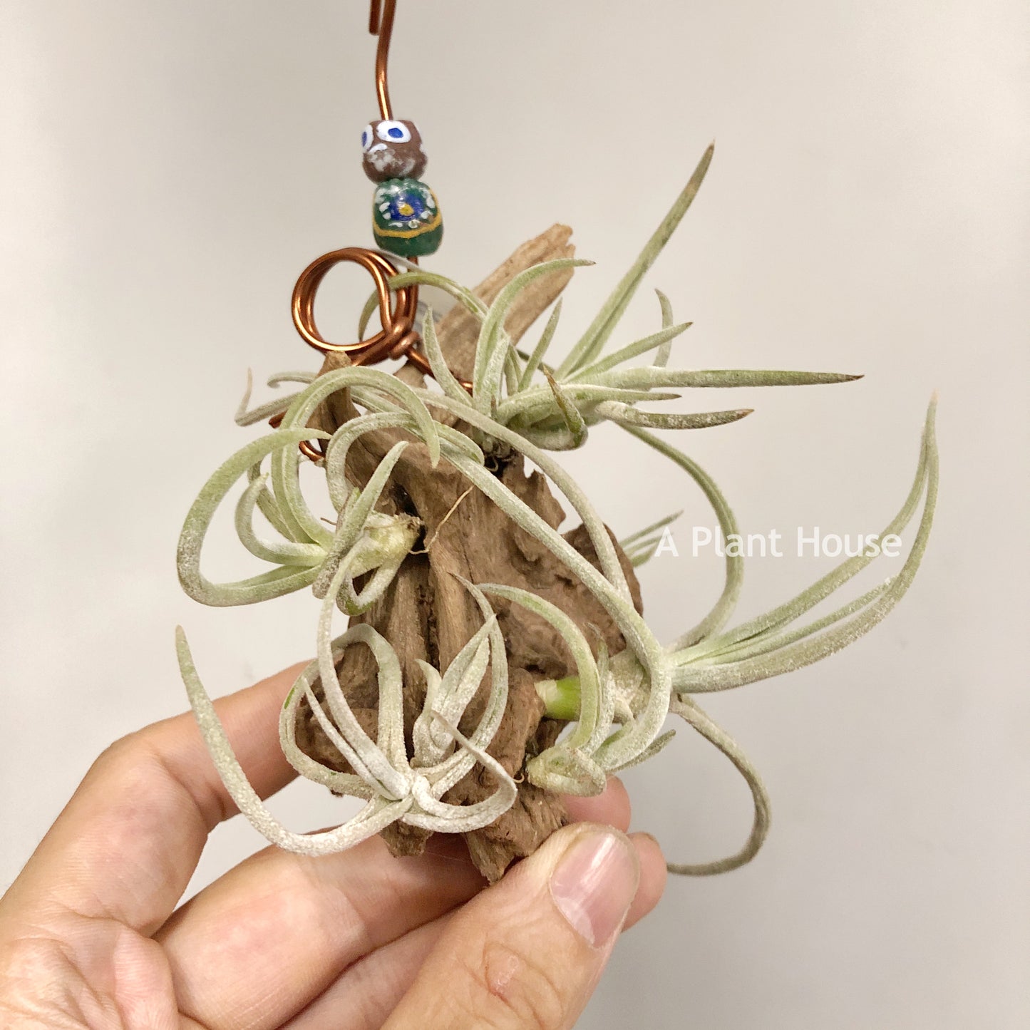 Tillandsia Glabrior