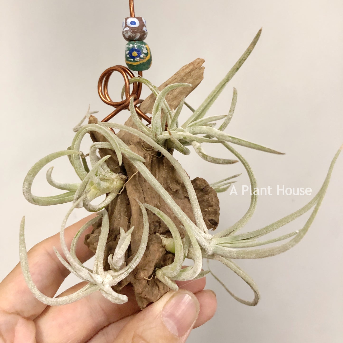 Tillandsia Glabrior