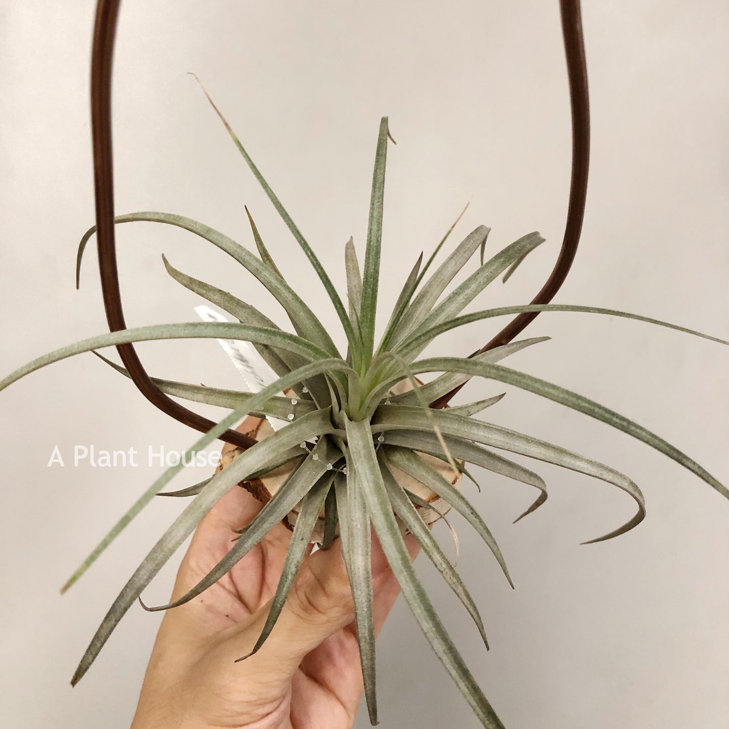 Tillandsia Mima V. Chilentensis