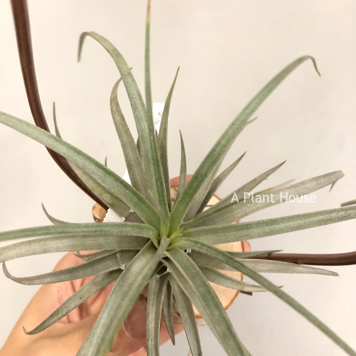 Tillandsia Mima V. Chilentensis