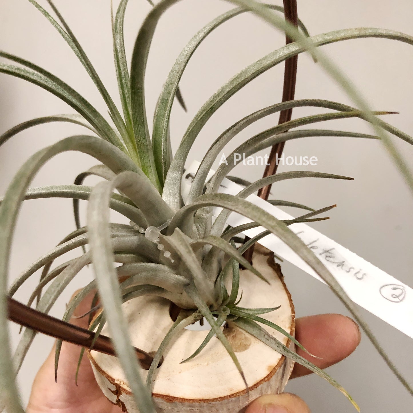 Tillandsia Mima V. Chilentensis
