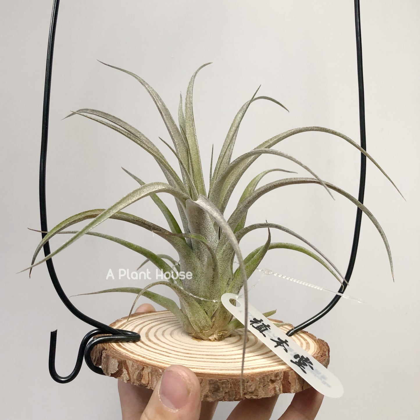 Tillandsia Zacapanensis x Streptophylla