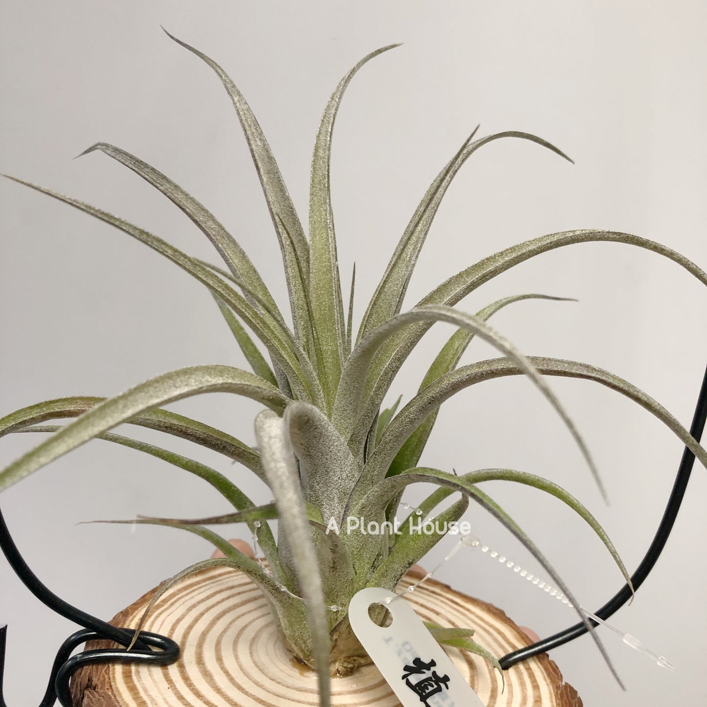 Tillandsia Zacapanensis x Streptophylla
