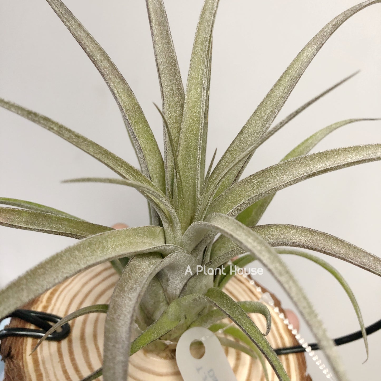 Tillandsia Zacapanensis x Streptophylla