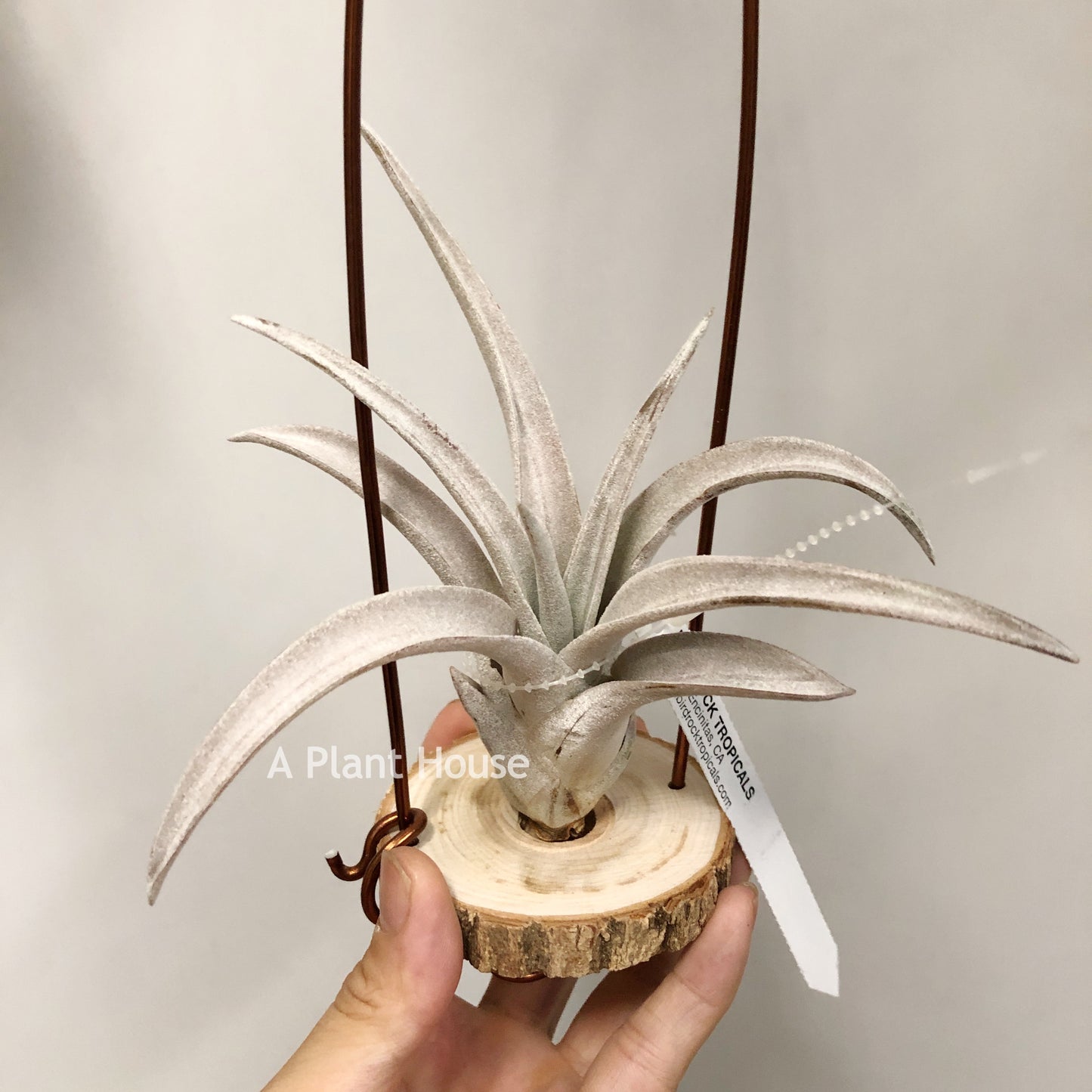 Tillandsia Chiapensis Gigantesco
