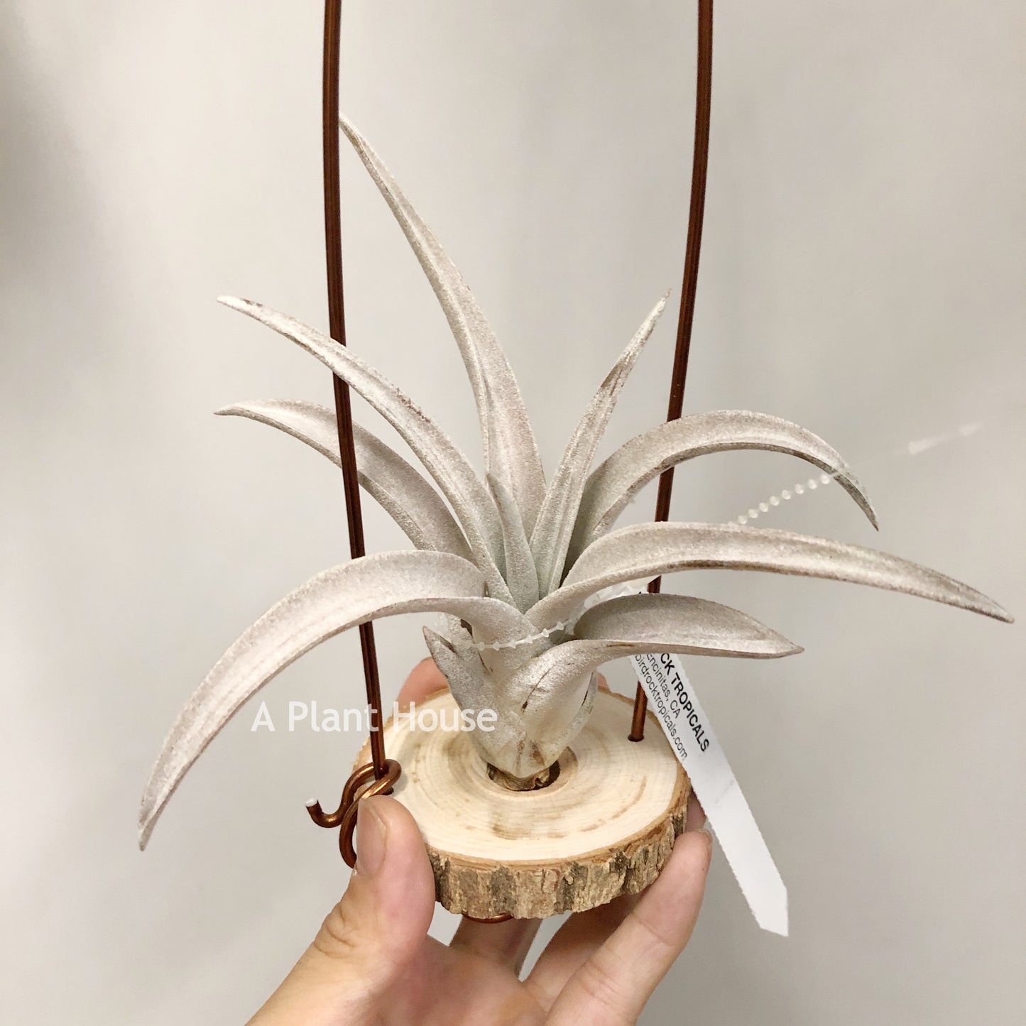 Tillandsia Chiapensis Gigantesco