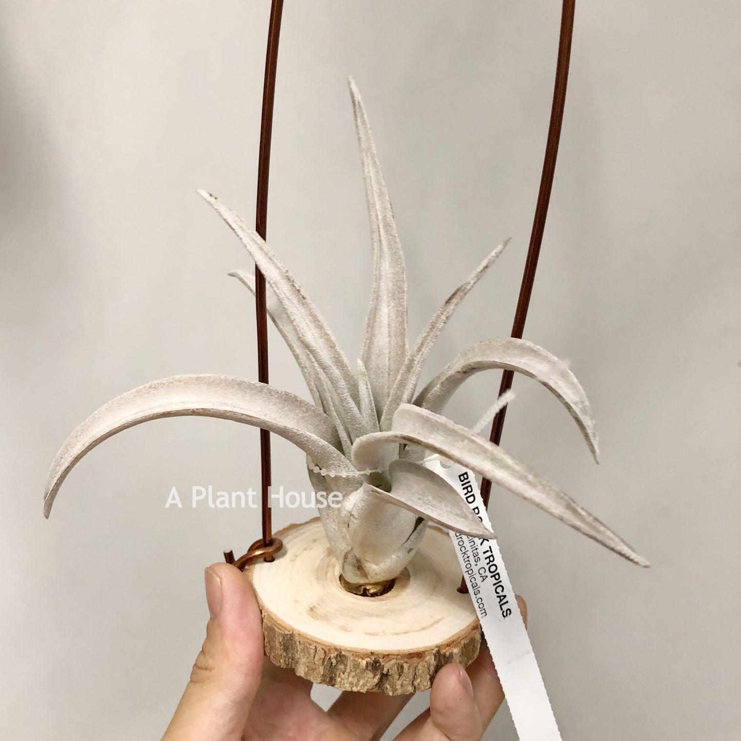 Tillandsia Chiapensis Gigantesco