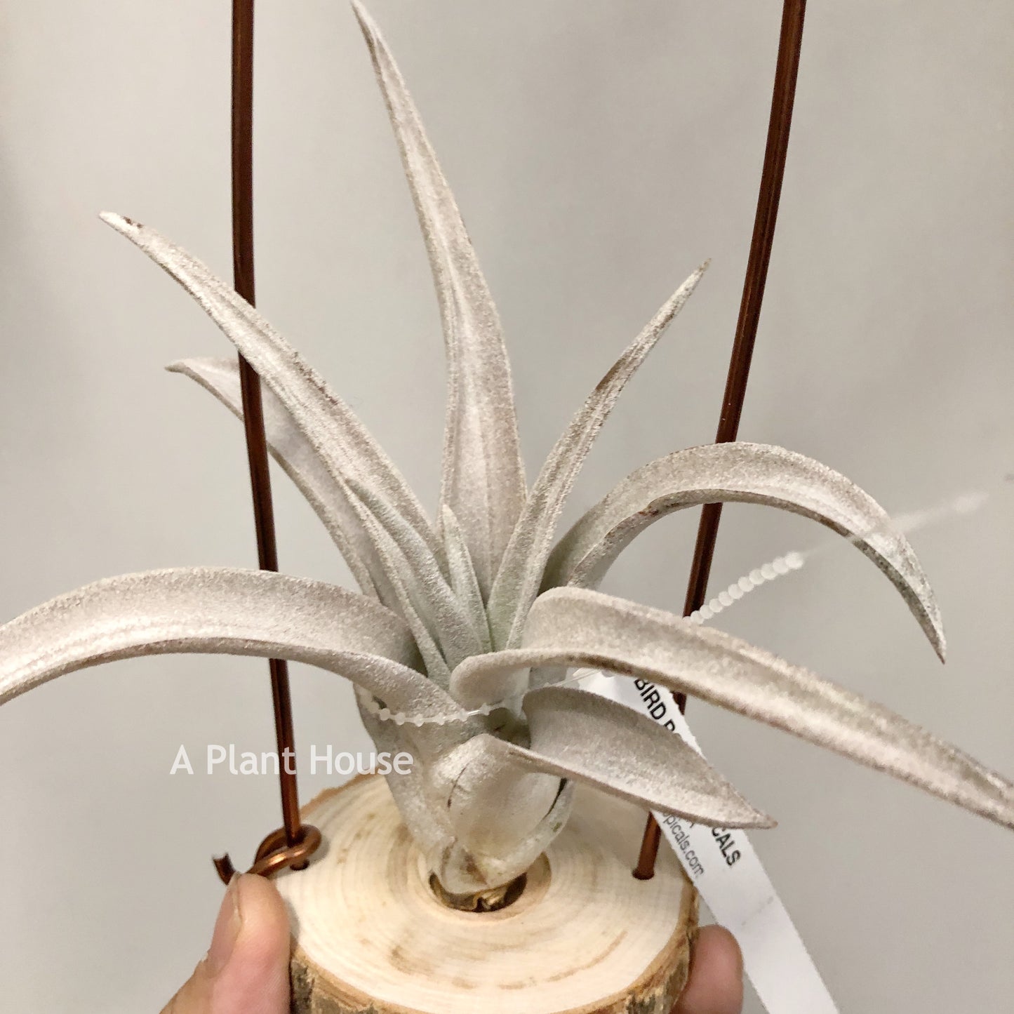 Tillandsia Chiapensis Gigantesco
