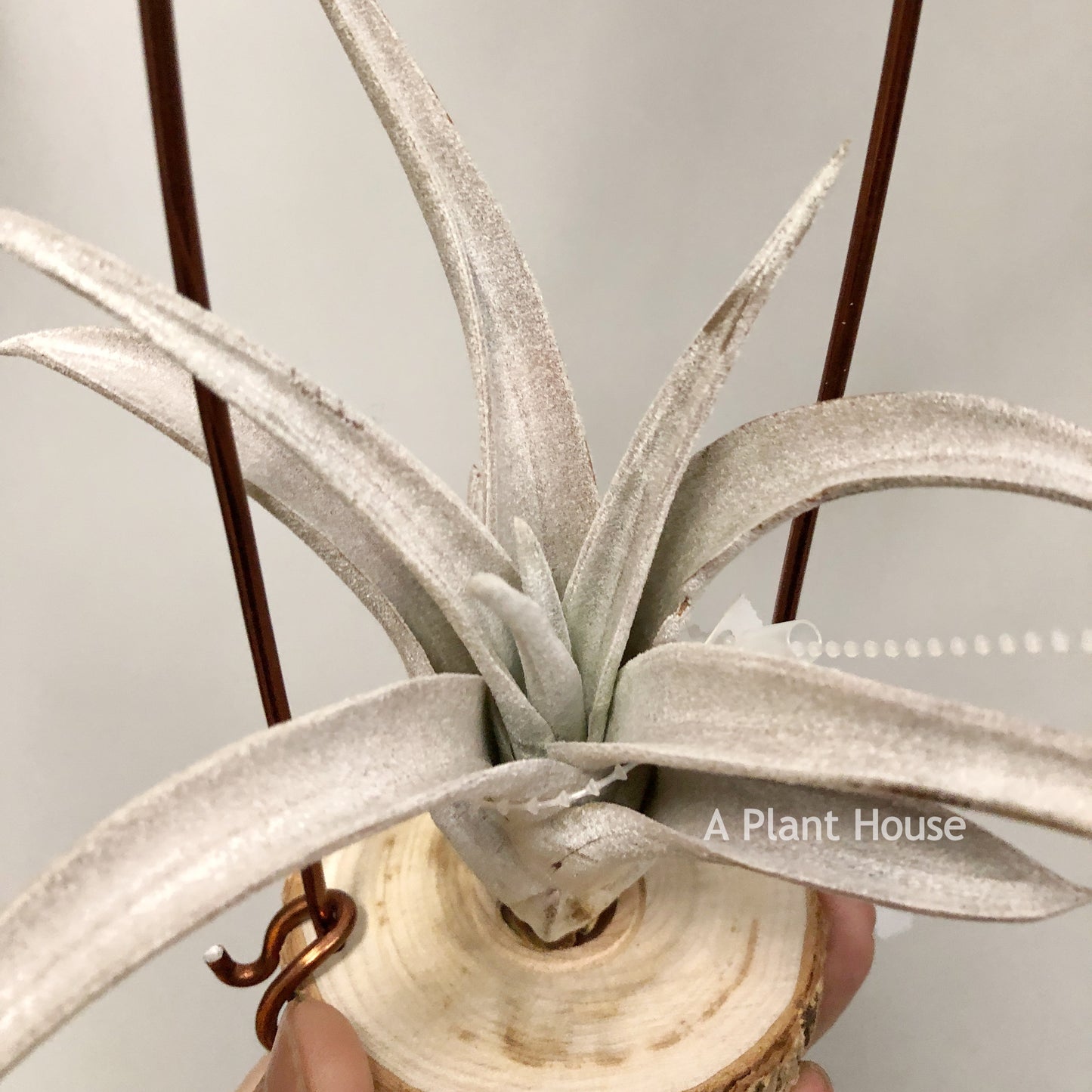 Tillandsia Chiapensis Gigantesco